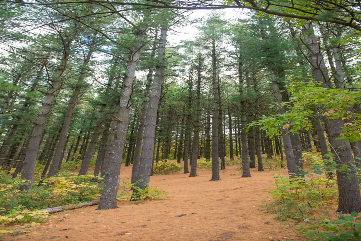 Cedar Glen forest